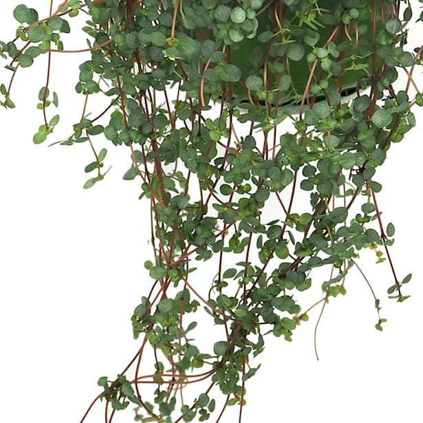 Pilea glaucophylla