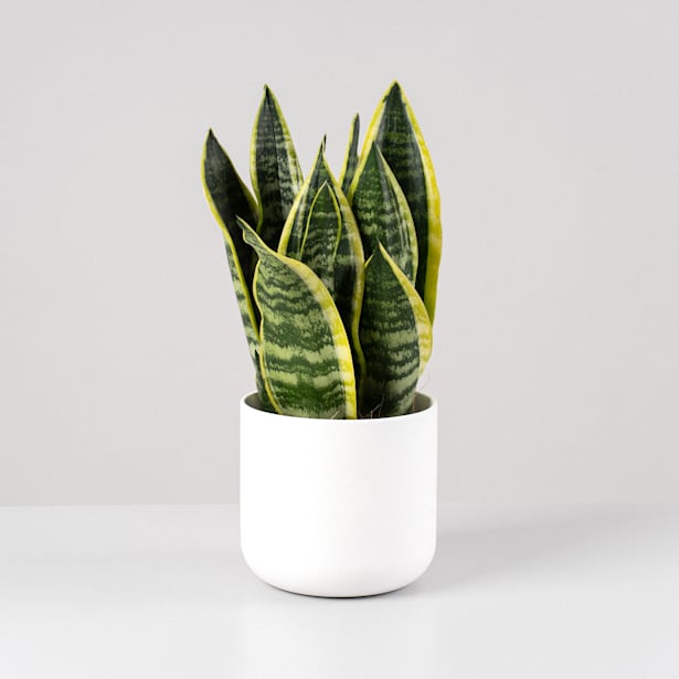 Sansevieria trifasciata 'Futura Superba'