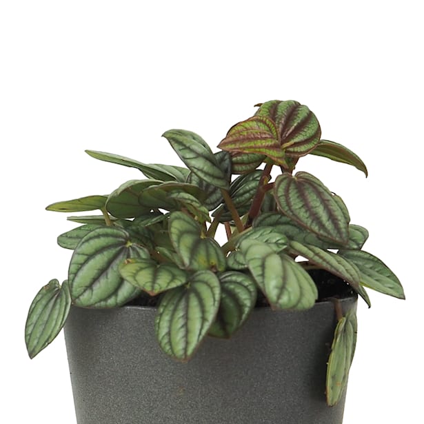 Peperomia 'Piccolo Banda'