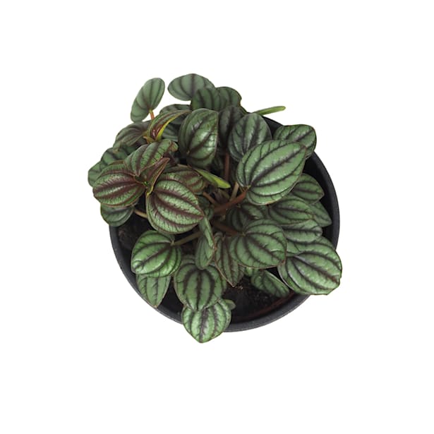 Peperomia 'Piccolo Banda'