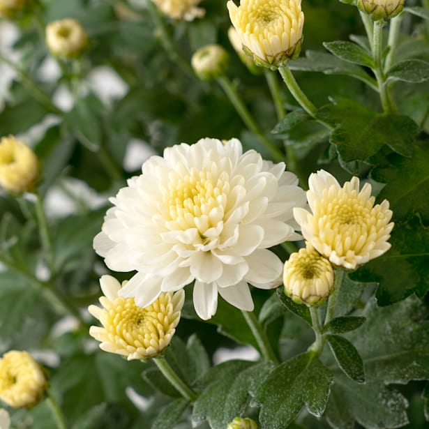 Crisantemo de Bola Blanco en Jardinera