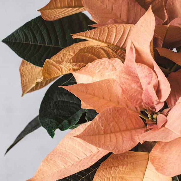 Flor de Pascua Naranja