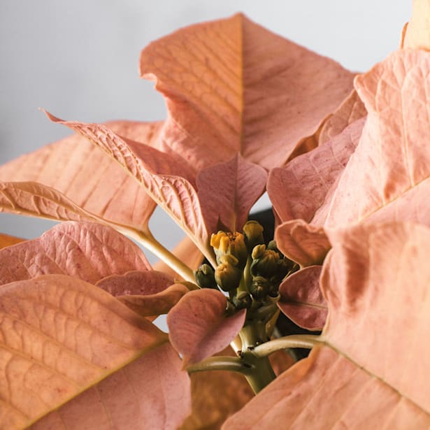 Flor de Pascua Naranja