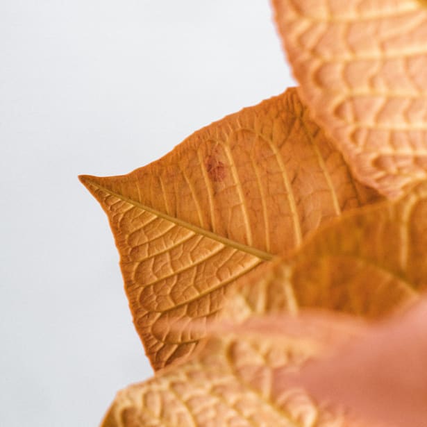 Flor de Pascua Naranja