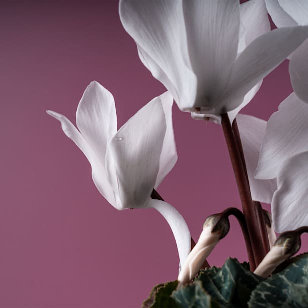 Cyclamen blanco