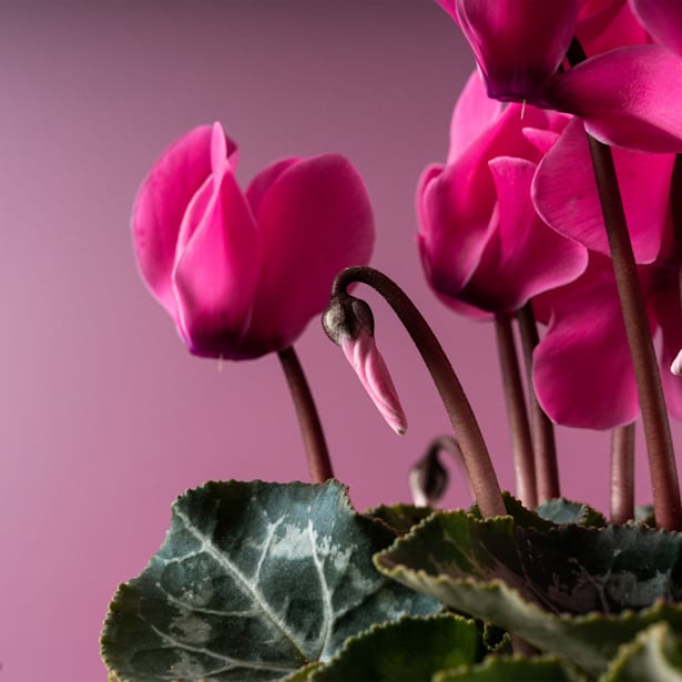 Cyclamen rosa