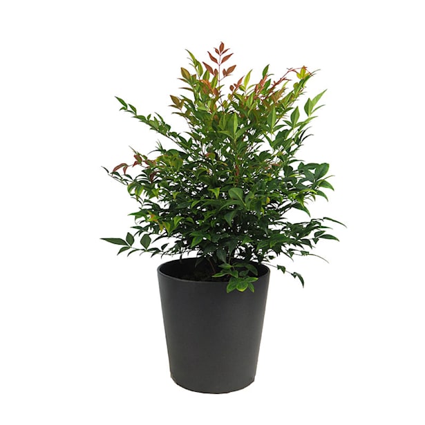 Nandina doméstica 'Obsessed Seika'