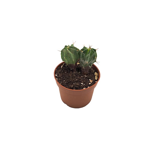 Cactus (variados)