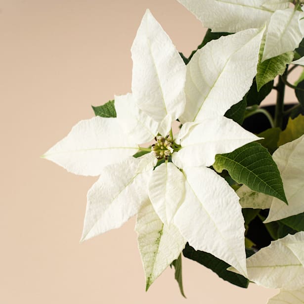 Flor de Pascua Blanca 'Princettia'