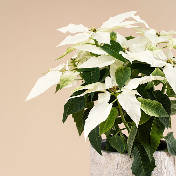 Flor de Pascua Blanca 'Princettia'