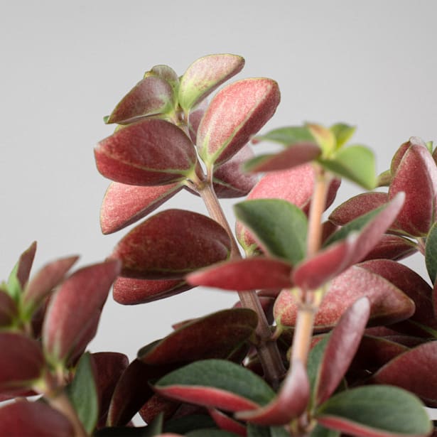 Peperomia verticillata 'Red Log'