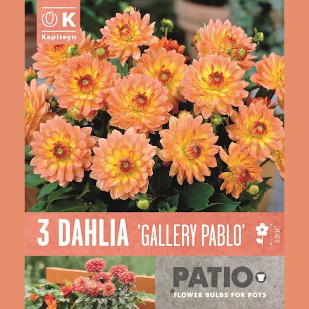 Bulbos de Dahlia 'Gallery Pablo'