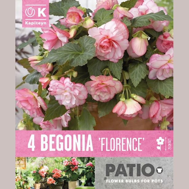 Bulbos begonia cascade florence rosa 4uds