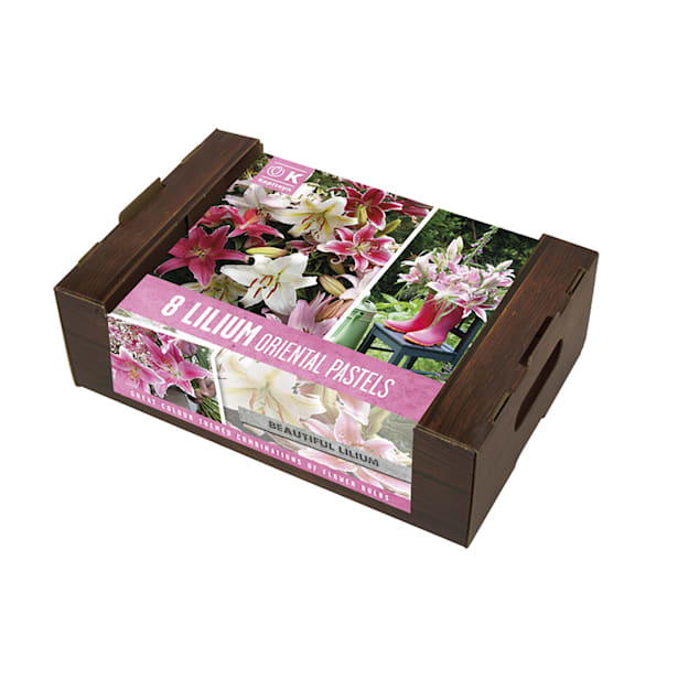 Caja 8 bulbos lilium orientalis