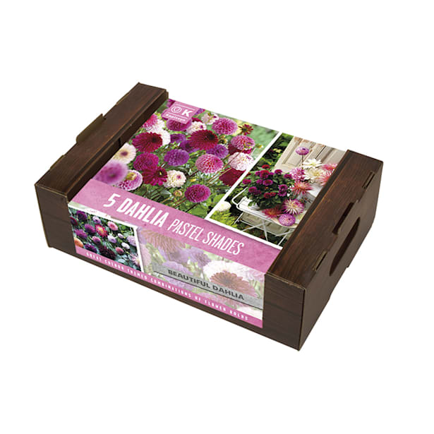 Caja 5 bulbos dalias pompón