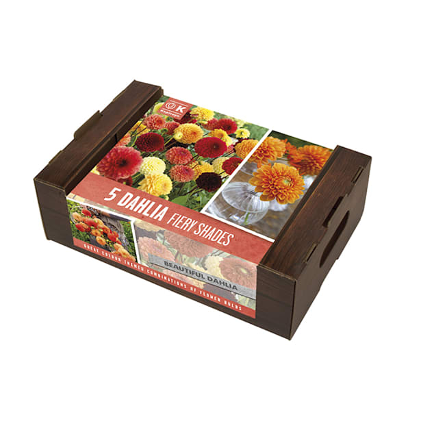 Caja 5 bulbos dalias