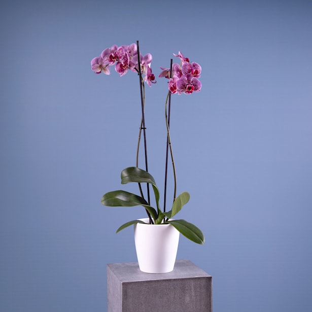 Orquídea Phalaenopsis 'Jaguar'