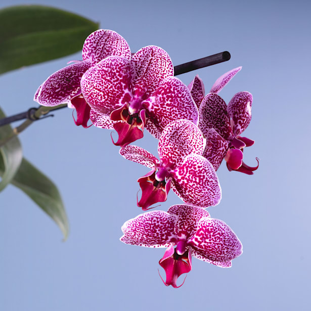 Orquídea Phalaenopsis 'Jaguar'