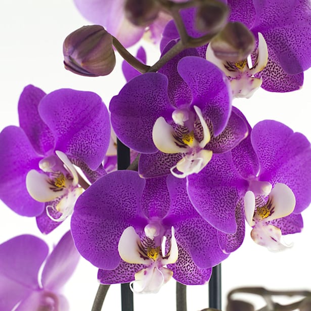 Orquídea de colección los angeles