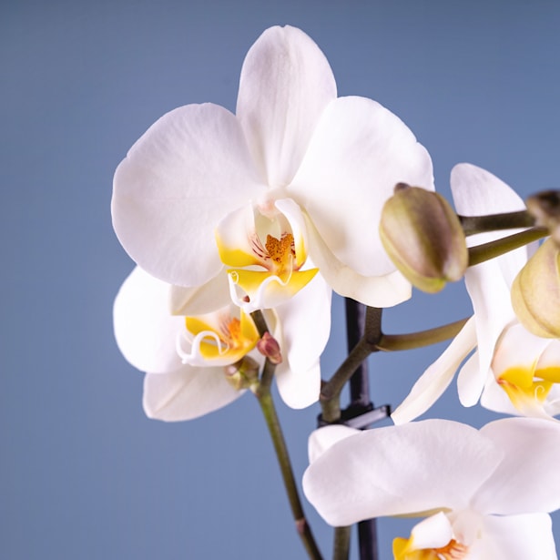 Orquídea Phalaenopsis 'Leeds'