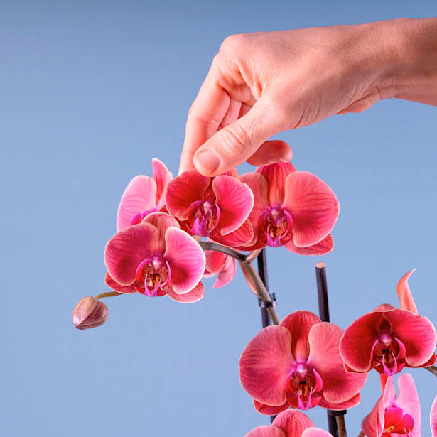 Orquídea Phalaenopsis 'Asian Coral'