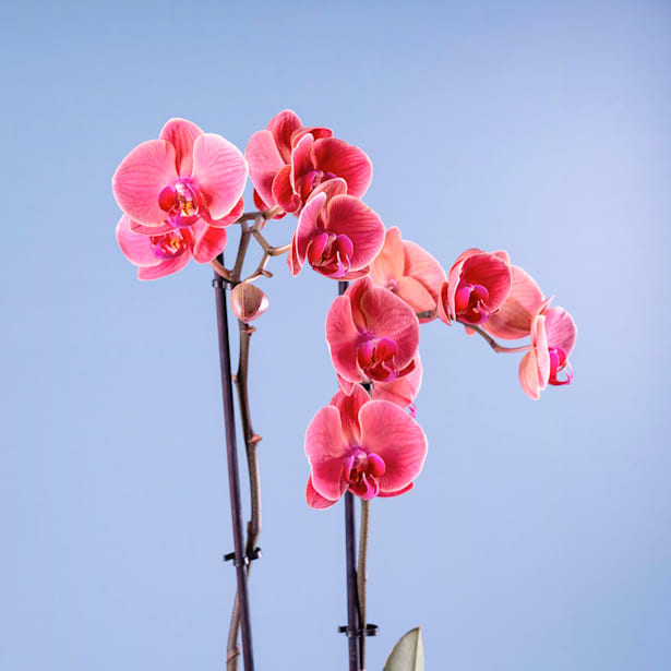 Orquídea Phalaenopsis Asian Coral (2 varas)