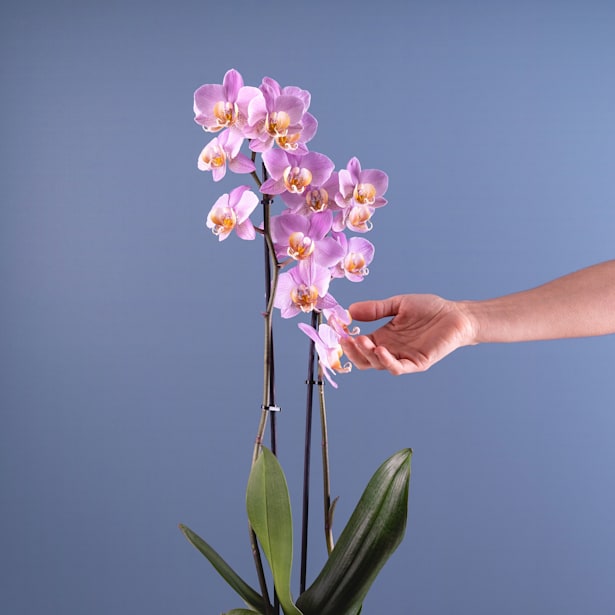 Orquídea Phalaenopsis 'Beaumont'