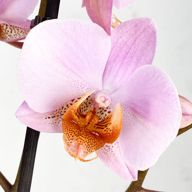 Orquídea Phalaenopsis Chengdu