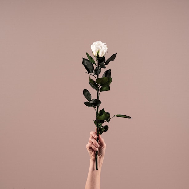 Rosa Preservada Eterna Blanca