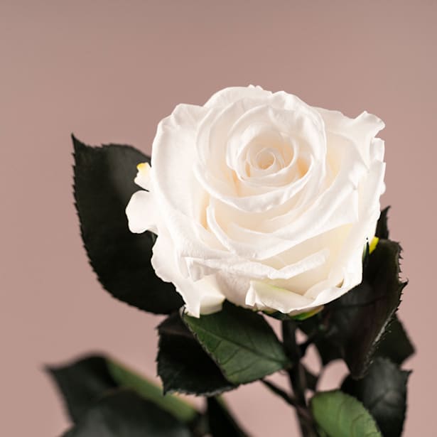 Rosa Preservada Eterna Blanca