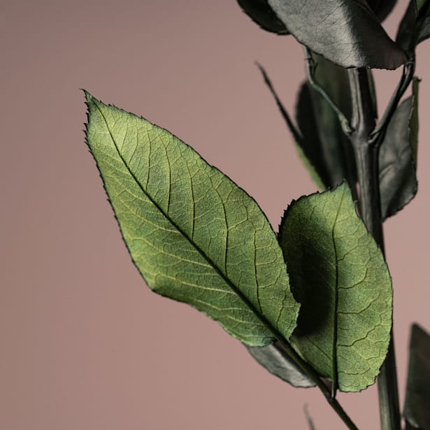 Rosa Preservada Eterna Amarilla