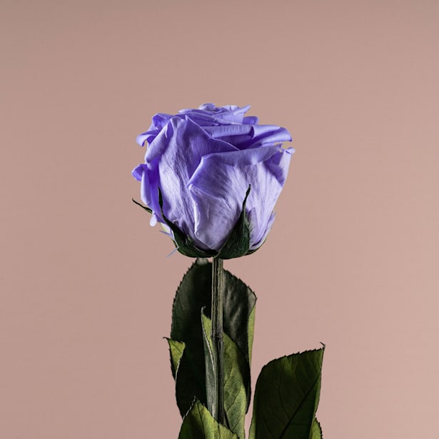 Rosa Preservada Eterna Violeta