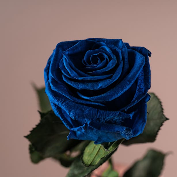 Rosa Preservada Eterna Azul