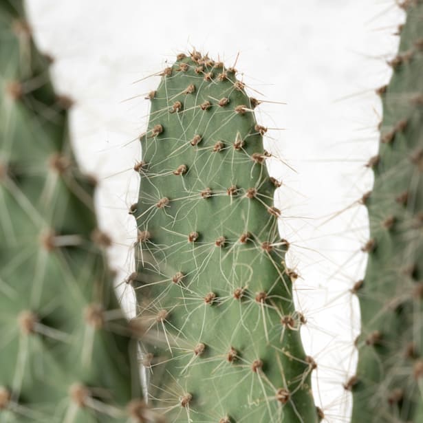 Opuntia microdasys