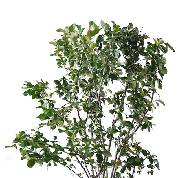 Cotoneaster lucidus