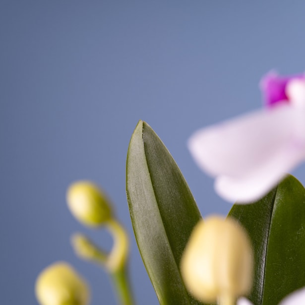 Orquídea Premium Phalaenopsis 'Boquetto Romántico'