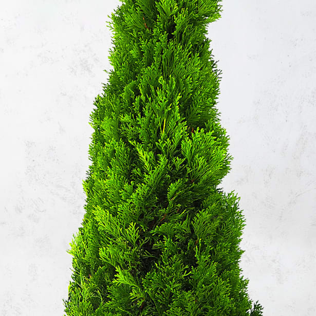 Thuja esmeralda (thuja occidentalis "emeraude")