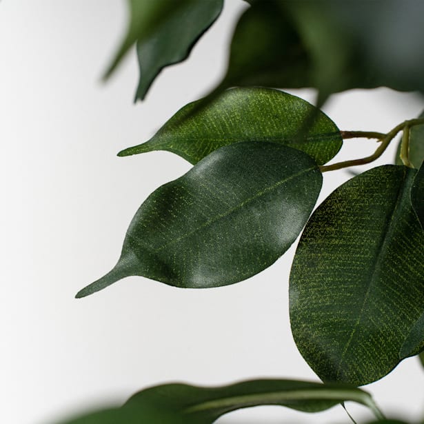 Árbol de Ficus nitida Artificial