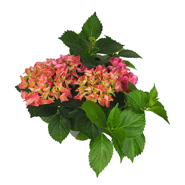 Hortensia de exterior rosa (flor temprana)