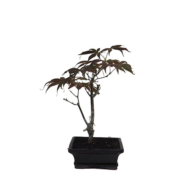 Bonsai. Arce japonés palmeado (Acer palmatum 'Atropurpureum')