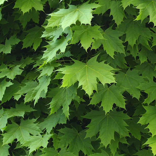 Acer platanoide