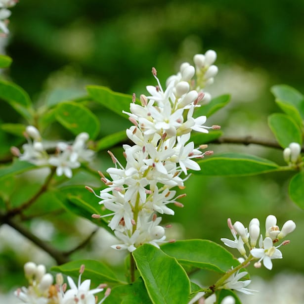 Ligustrum japonica