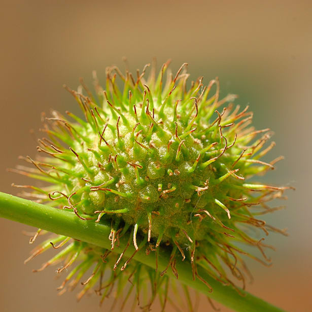 Platanus hispanica