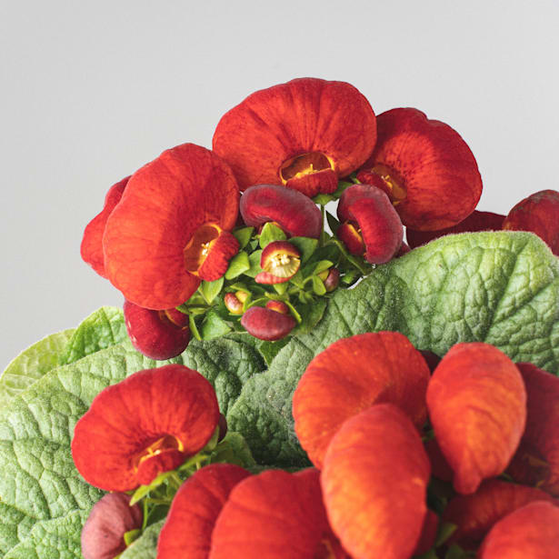 Calceolaria (varios colores)