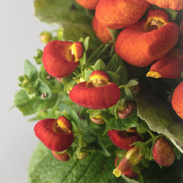 Calceolaria (varios colores)