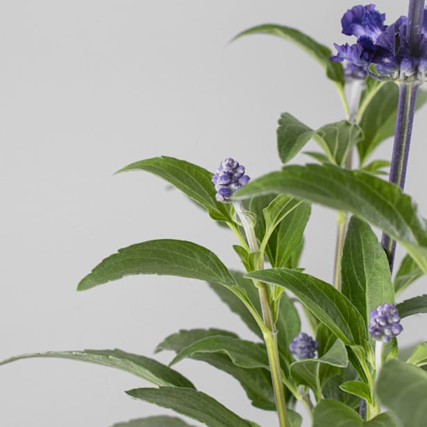 Salvia azul (salvia farinacea)