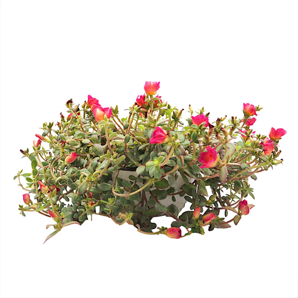 Flor de seda o portulaca umbraticola (verdolaga)