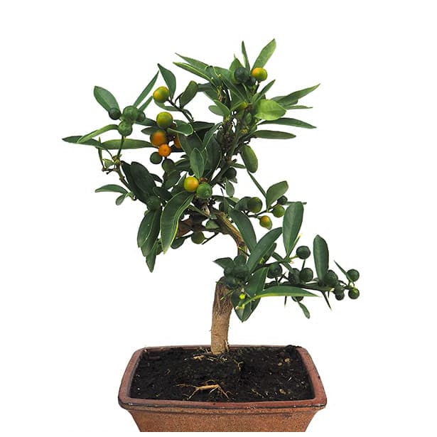 Bonsai Naranjo enano Kinzu (Citrus kinzu)