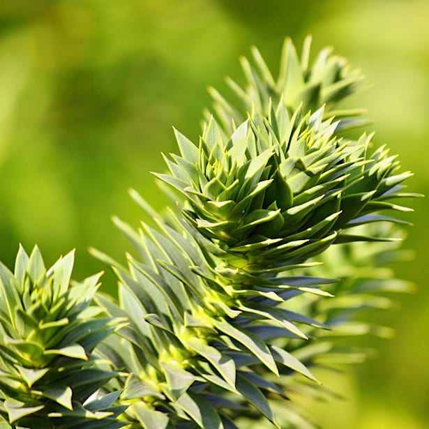 Pinus chile araucaria