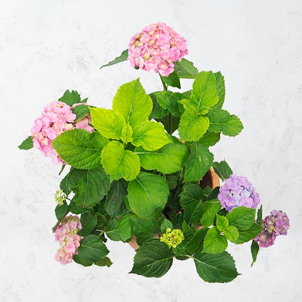 Hortensia de exterior rosa